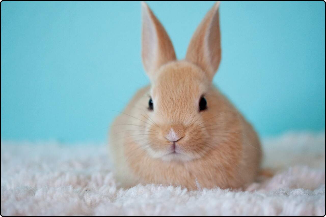 A charming baby bunny rabbit with fluffy fur and bright eyes.